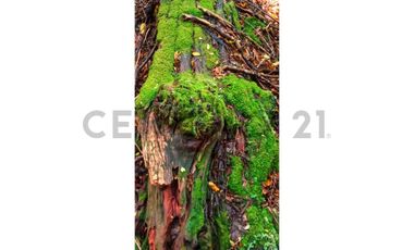 VENTA PARCELA CURARREHUE 5 HECTÁREAS