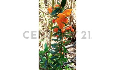 VENTA PARCELA CURARREHUE 5 HECTÁREAS