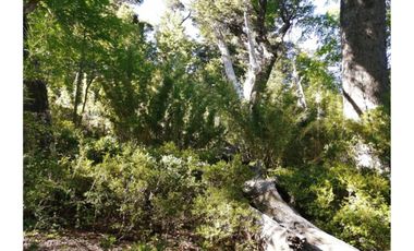 VENTA PARCELA CURARREHUE 5 HECTÁREAS