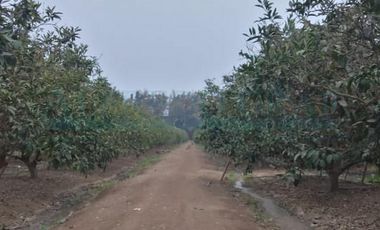 Terrenos Agricolas Venta CAR. PANAMERICANA NORTE  - CHANCAY