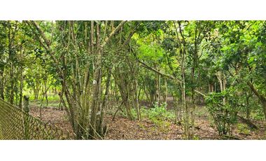 🌴 Se vende Quinta, Pacoche Manta! 3 hectáreas.