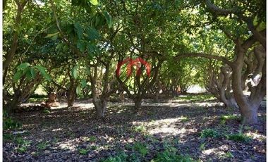 Sitio en Venta en Rotonda Lautaro