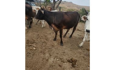 RANCHO DOBLE PROPOSITO EN JIQUIPILAS