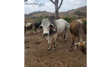 RANCHO DOBLE PROPOSITO EN JIQUIPILAS