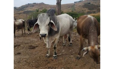 RANCHO DOBLE PROPOSITO EN JIQUIPILAS