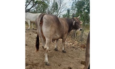 RANCHO DOBLE PROPOSITO EN JIQUIPILAS