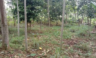 Tanah 400m2 strategis untuk rumah pinggir jalan pedesaan Purwakarta