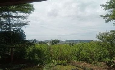 Tanah Kebun Produktif di Jayagiri Lembang Bandung Barat