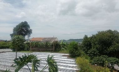 Tanah Kebun Produktif di Jayagiri Lembang Bandung Barat