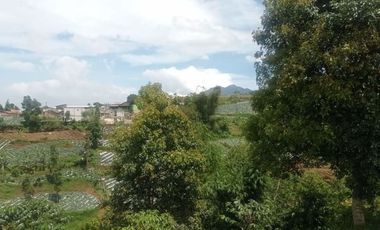 Tanah Kebun Produktif di Jayagiri Lembang Bandung Barat
