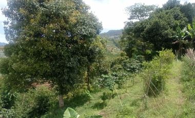 Tanah Kebun Produktif di Jayagiri Lembang Bandung Barat