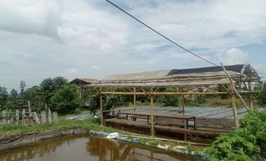 Tanah Kebun Produktif di Jayagiri Lembang Bandung Barat