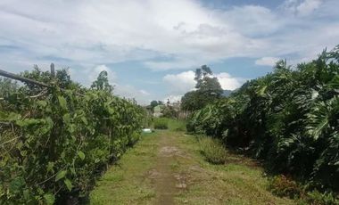 Tanah Kebun Produktif di Jayagiri Lembang Bandung Barat