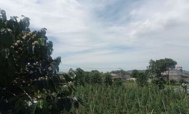 Tanah Kebun Produktif di Jayagiri Lembang Bandung Barat