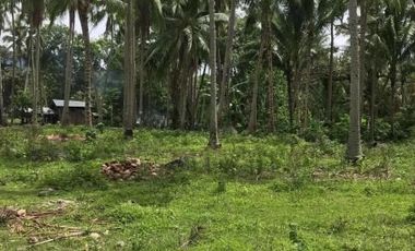 LOT FOR SALE IN DAUIN