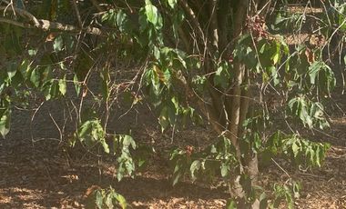 Venta de Excelente terreno desviación Ameca 3 hectareas
