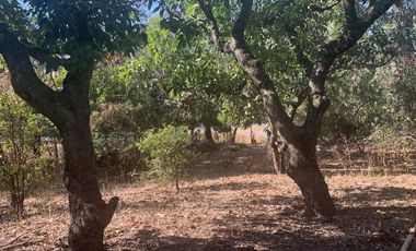 Venta de Excelente terreno desviación Ameca 3 hectareas