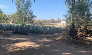 Venta de Excelente terreno desviación Ameca 3 hectareas