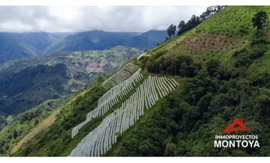 Finca productiva de 130 hectáreas en Génova, Quindío