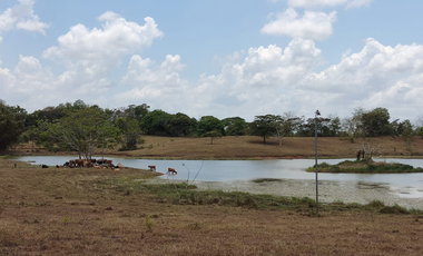 Se Vende Finca de 18 Hectáreas Cerro Cama