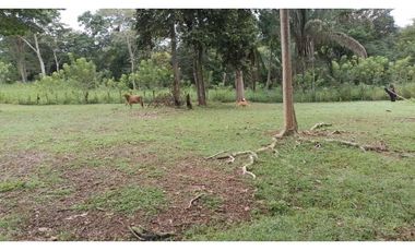 VENDO FINCA EN CAPIRA LAS OLLAS ARRIBA 3 HECTREAS