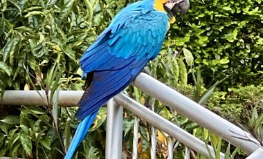 apartamento en arriendo en la vega, centro. Cod A9763483