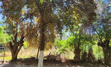 SAN JOAQUIN / LOTEO LAS PERDICES /  LA FLORDA