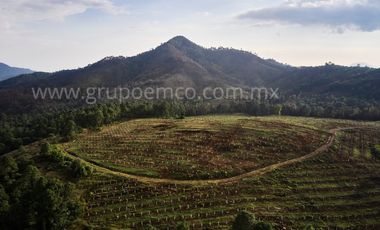 TERRENO CAMPESTRE RESERVA SAN GREGORIO, CONCEPCIÓN DE BUENOS AIRES