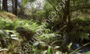 TERRENO CAMPESTRE RESERVA SAN GREGORIO, CONCEPCIÓN DE BUENOS AIRES