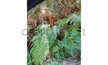 Parcela en Chonchi - Oportunidad de Inversión