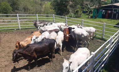 finca en venta en la virginia. Cod V17394