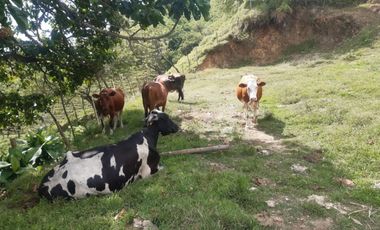 finca en venta en la virginia. Cod V17394