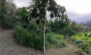 VENDO TERRENO EN LA CHORRERA 8000mts2