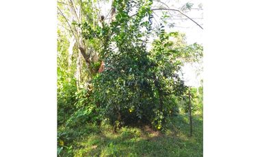 VENDO TERRENO EN LA CHORRERA 8000mts2