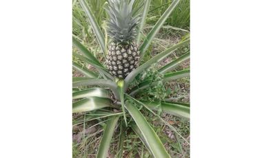 VENDO TERRENO EN LA CHORRERA 8000mts2