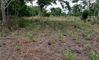 20 Hectáreas en San Isidro (vía Tierralta)-Cordoba