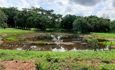 20 Hectáreas en San Isidro (vía Tierralta)-Cordoba