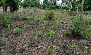 20 Hectáreas en San Isidro (vía Tierralta)-Cordoba