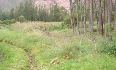 Terrenos Rusticos Venta AV. Pauccarniyoc Grande  - CUSCO