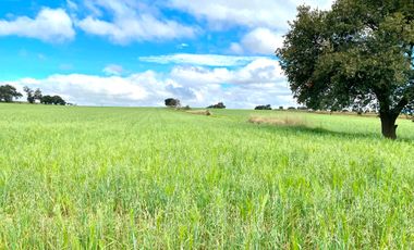 TERRENO HABITACIONAL EN VENTA, SAN JOSÉ CHIAPA, PUEBLA.