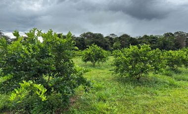 finca en venta en vereda campo alegre. Cod V9561806