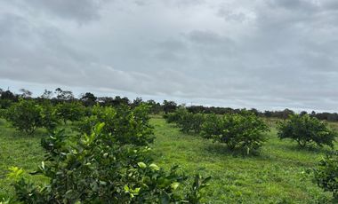 finca en venta en vereda campo alegre. Cod V9561806