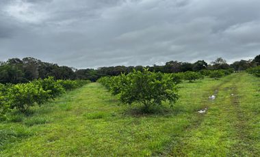 finca en venta en vereda campo alegre. Cod V9561806