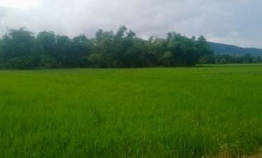 5 Hectares (50,000 SqM.) Titled Productive Farm (Irrigated Riceland), Calabuanan, Baler, Aurora, Philippines