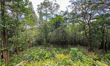 TERRENO DE 5 HECTAREAS CON CASA EN VENTA, CERRO AZUL (2)