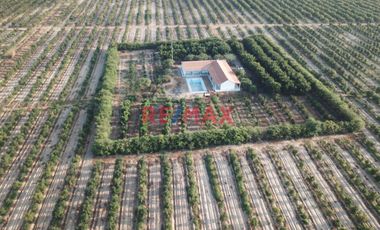 146 hectáreas tituladas en Olmos sector tierra Rajada, listas para sembrar todo tipo de productos para agro exportación, buen clima todo el año, cerca