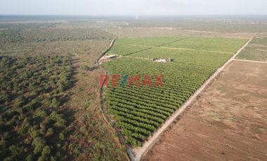 146 hectáreas tituladas en Olmos sector tierra Rajada, listas para sembrar todo tipo de productos para agro exportación, buen clima todo el año, cerca
