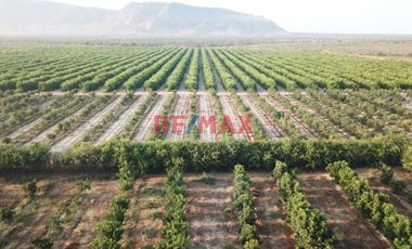 146 hectáreas tituladas en Olmos sector tierra Rajada, listas para sembrar todo tipo de productos para agro exportación, buen clima todo el año, cerca