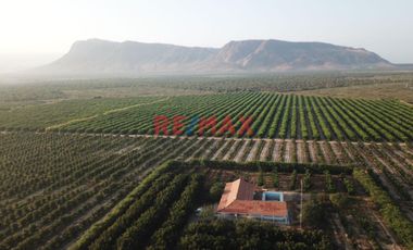146 hectáreas tituladas en Olmos sector tierra Rajada, listas para sembrar todo tipo de productos para agro exportación, buen clima todo el año, cerca
