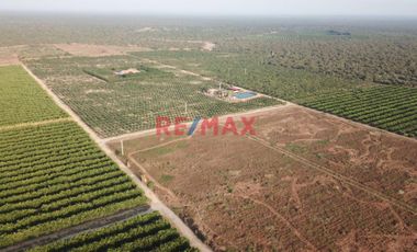 146 hectáreas tituladas en Olmos sector tierra Rajada, listas para sembrar todo tipo de productos para agro exportación, buen clima todo el año, cerca
